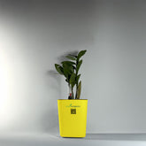 ZZ Plant (Zamioculcas zamiifolia)